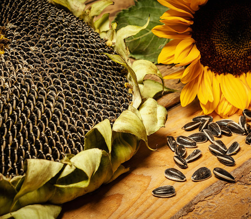 Sunflower Seeds & Kernel 